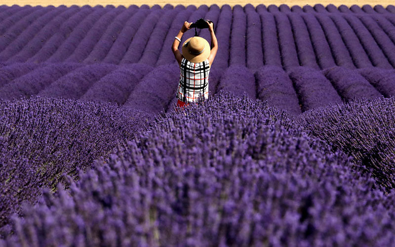 A Chinese tourist takes a picture in a lavender field in Valensole, France on 13 July. Photo: Reuters