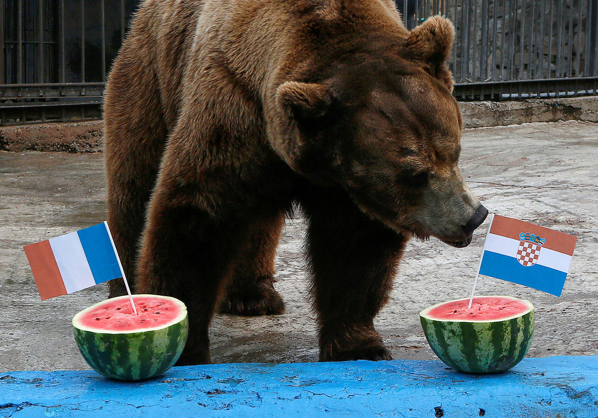 Buyan, a male Siberian brown bear, attempts to predict the result of the soccer World Cup final match between France and Croatia during an event at the Royev Ruchey Zoo in Krasnoyarsk, Russia 14 July 2018. Photo: Reuters