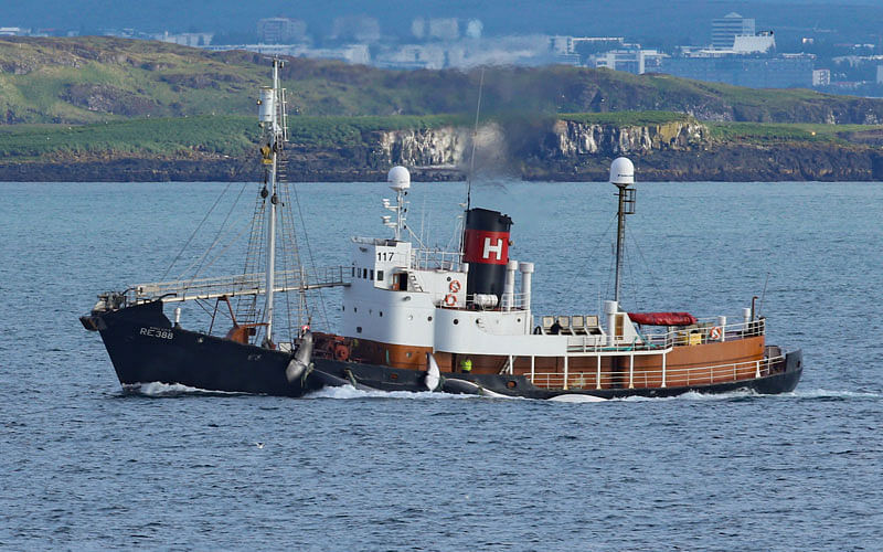 This handout photo made available by the marine conservation organization Sea Shepherd on 13 July 2018 shows what they report to be the Hvalur 8 bringing in a Fin whale (right) and a Blue whale (left)to the Hvalur hf whaling station in Hvalfjordur Iceland on 7 July 2018. A controversy erupted in Iceland after accusations by Sea Shepherd, claiming that a blue whale was harpooned, a first for 50 years. Photo: AFP