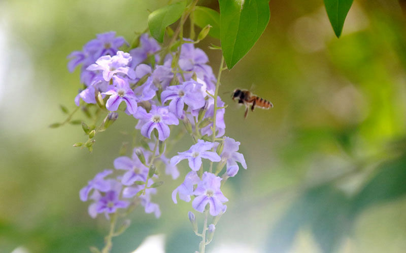 A bee collects honey from  flowers in Pabna Sadar Hospital. Hasan Mahmud took this photo on 14 July