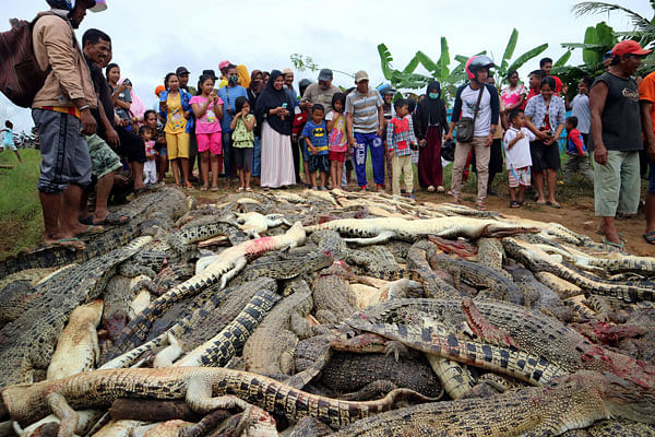 Local residents look at the carcasses of hundreds of crocodiles from a farm after they were killed by angry locals following the death of a man who was killed in a crocodile attack in Sorong regenc. Photo: Reuters