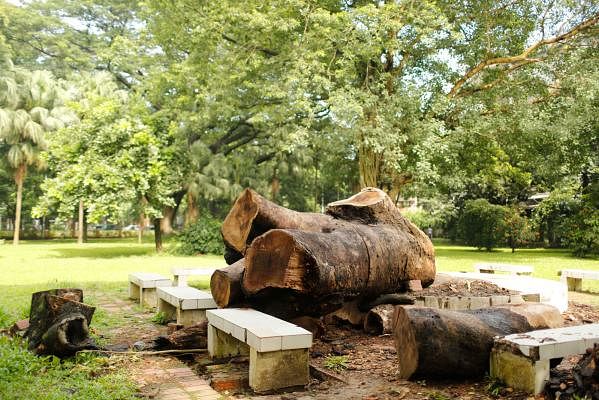 This photo, taken from Ramna Park, Dhaka on 17 July, shows logs of a century-old Krishnachura (Gold Mohur) tree. Authorities cut down the tilted tree as it was posing threat to human lives. Photo: Sumon Yusuf