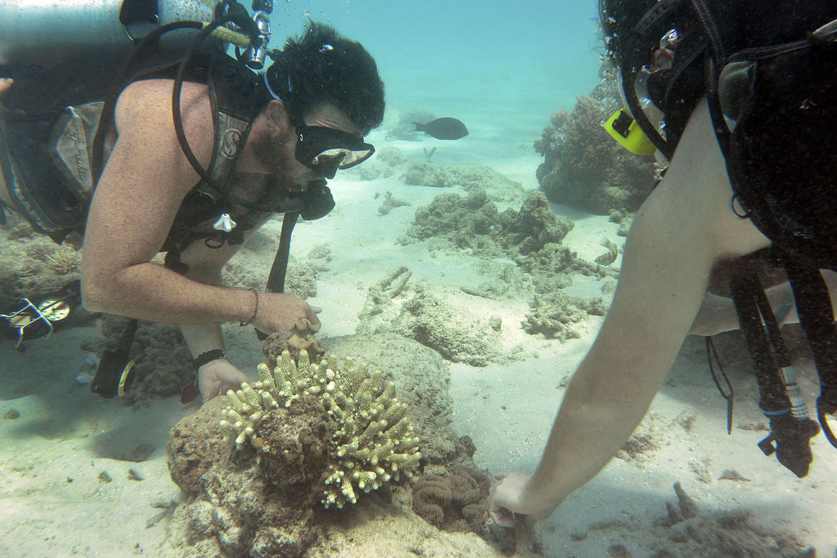 This file photo taken on 22 September 2014 shows a dive instructor (L) and a tourist diving on Australia`s Great Barrier Reef. Australia announced plans on 20 July 2018 to explore concepts such as firing salt into clouds and covering swathes of water with a thin layer of film in a bid to save the embattled Great Barrier Reef. Photo: AFP