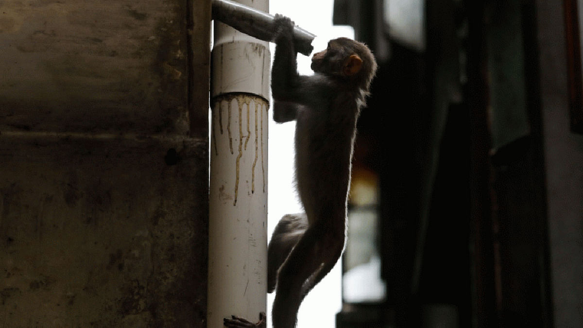 A monkey searches for water amid scorching heat in Kailash Ghosh Lane, Old Dhaka on 20 July. The picture has been taken by Dipu Malakar.