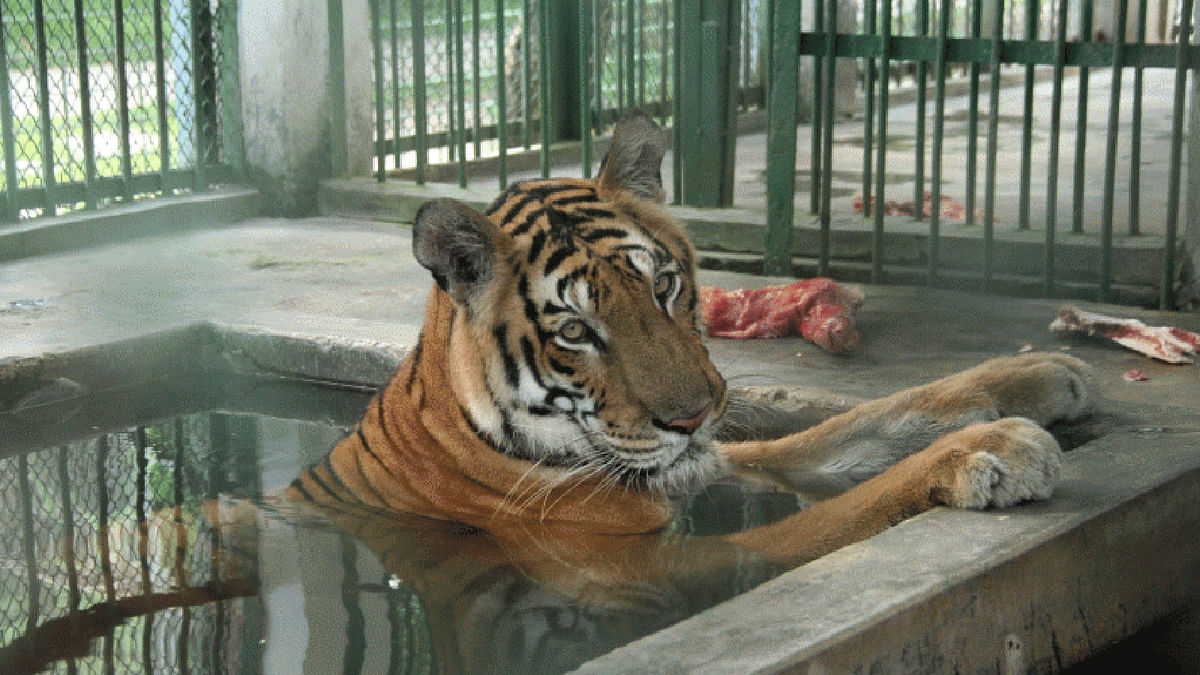 The tiger suffers from excessive heat on 20 July. Instead of taking food, the beast comforts in water. The picture has been captured from Rangpur zoo by Mainul Islam.