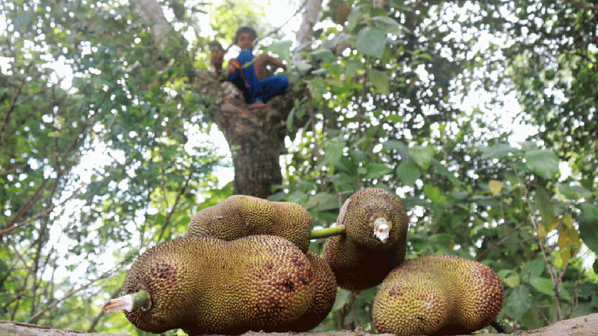 A child has climbed up a tree to pluck a jackfruit at Sreerampur, Dogachhi, Arifpur, Pabna on 20 July. The picture has been taken by Hasan Mahmud.