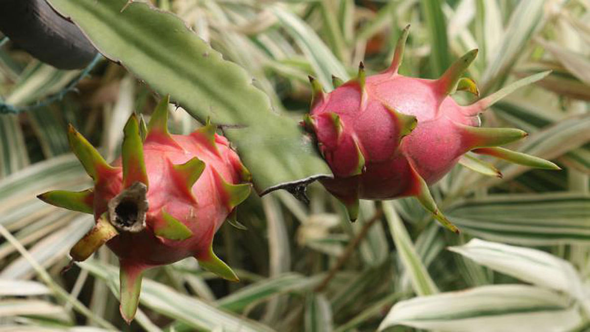 A sapling of a dragon fruit is seen in the national tree fair being held at the Sher-e-Bangla Nagar, Dhaka on 20 July. The month-long fair has been inaugurated on Wednesday. The photo has been taken by Abdus Salam.