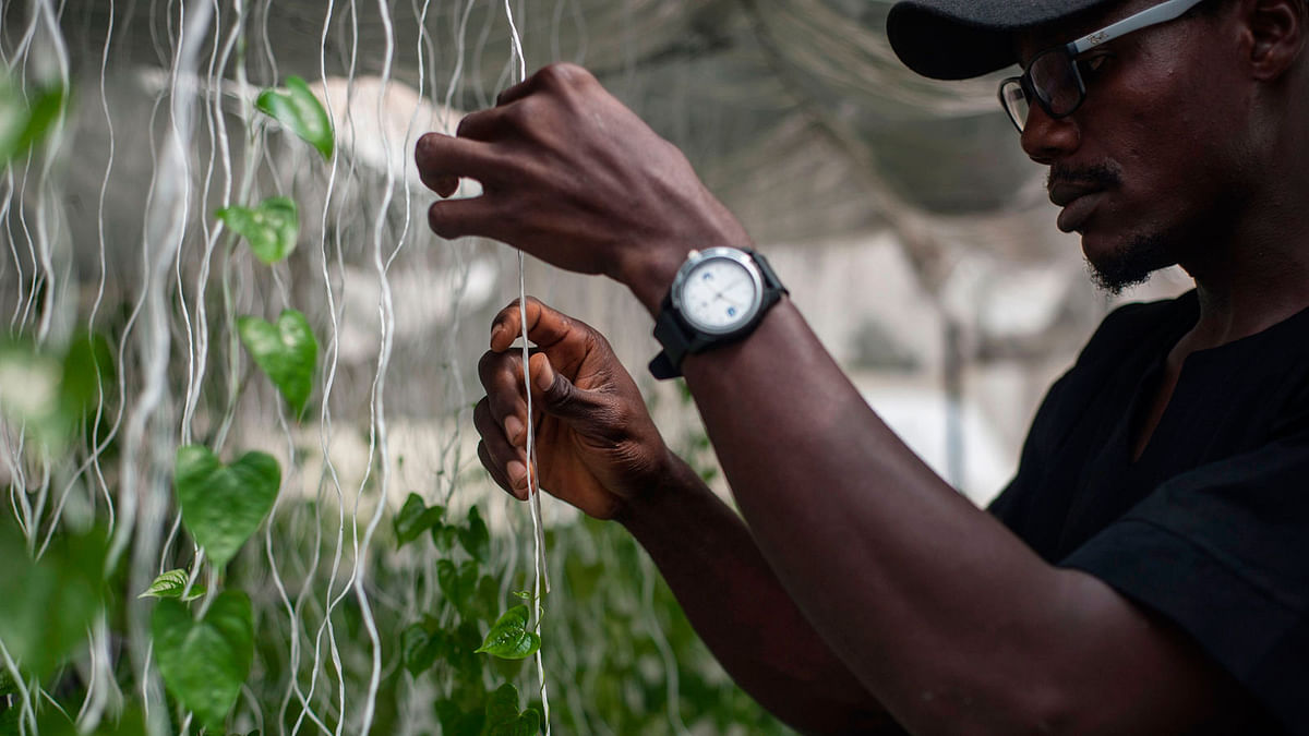 Gbolahan Folarin, Chief Agronomist at PS Nutrac measures the growth of a young yam plant on 5 June 2018, in Wasinmi, near Abeokuta. PS Nutrac Int. Ltd is an agriculture venture in Nigeria that aims to lead the agriculture industry into the future through utilising new aeroponics technologies and growing methods to address efficiency in food production, security, research and development. Photo: AFP