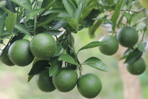 Green oranges hang from the branch of a tree on the green hillside in Narankhaiya, Khagrachhari on 21 July. The photo has been taken by Nerob Chowdhury.