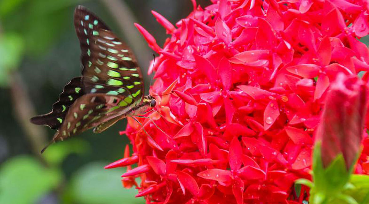 A butterfly sips honey from a blooming ixora at the treefair in the Circuit House compound, Khulna on 22 July. Photo: Saddam Hossain