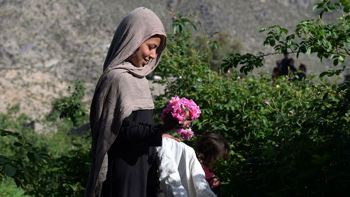 In this photograph taken on 24 April, 2018, an Afghan farmer harvests rose petals from a rose garden near Jalalabad in the Dara-i-Noor district of Nangarhar province