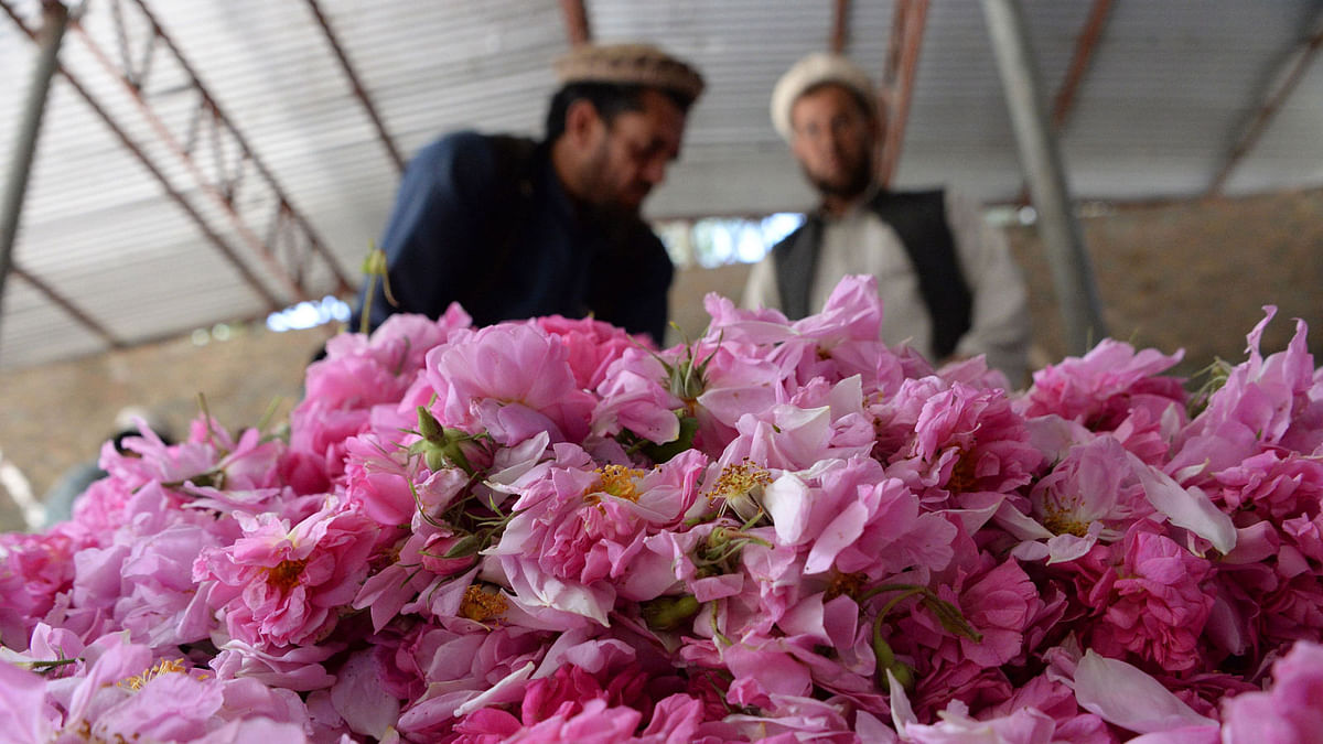 In this photograph taken on 24 April, 2018, Afghan men fill a sack with rose petals in the Dara-i-Noor district of Nangarhar province.