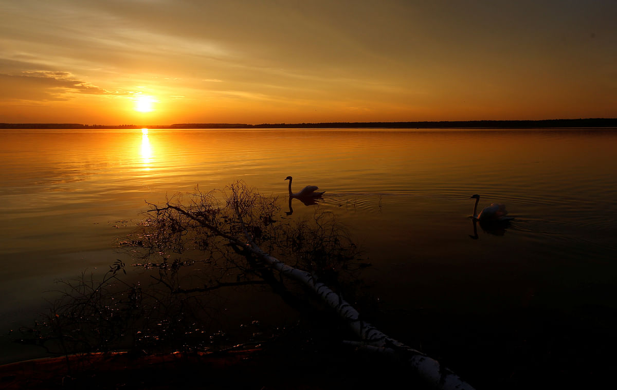 Mute swans swim in a lake during sunset near the village Sosenka, Belarus, 21 July 2018. Photo: Reuters