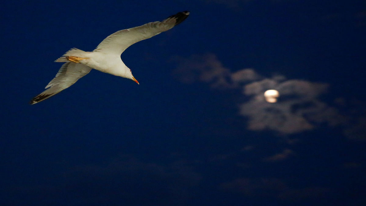 A seagull flies in the port of Naples, Italy. Picture taken on 25 July 2018. Photo: Reuters
