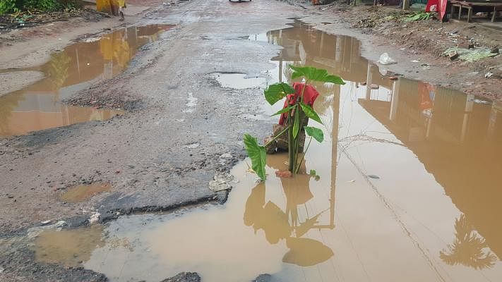 Within a few months of repair, the Bashkhali-Chattogram road developed potholes and it is frequently inundated by rainwater. Someone has planted an arum sapling on the road in a bid to protest the dilapidated road. Himel Barua took the photo from Baingapara, Chattogram on 27 July.