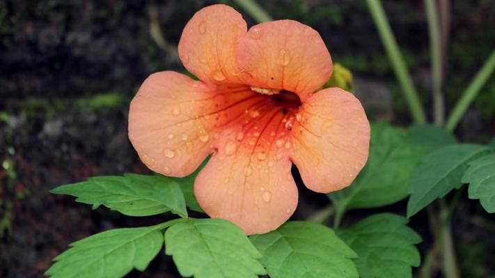 Nerob Chowdhury clicked the photo of the flower in bloom drenched in raindrops from Swanirvar, Khagrachhari on 25 July.
