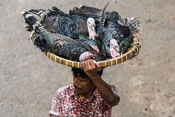 A man carries turkeys in a basket near Topkhana Road, Dhaka on 27 July. Turkeys are becoming popular among meat consumers day by day making it a profitable product. Photo: Dipu Malakar