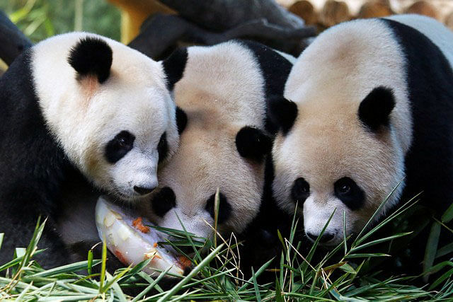 The world`s only giant panda triplets Meng Meng, Shuai Shuai and Ku Ku share a birthday cake made from ice and vegetables to celebrate their fourth birthday at Chimelong Safari Park in Guangzhou, China on 29 July 2018. Photo: Reuters