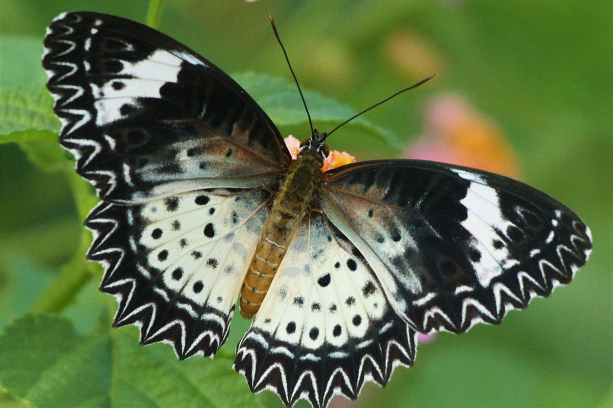 The 30 July photo shows a butterfly collecting nectar in Lumbini area of Rangamati. Photo: Supriya Chakma