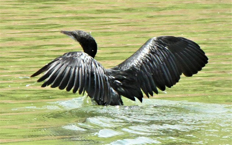 A cormorant dives in the water in search of fish and later comes out from Kaptain Lake, Bholedi, Rangamati on 31 July. Photo: Supriya Chakma
