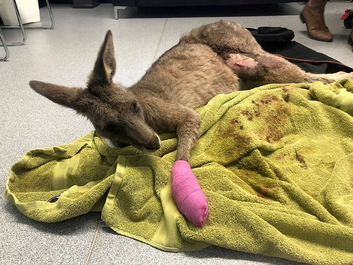 An injured kangaroo called Norman Bates receives treatment at Essendon Fields Animal Hospital after entering a private house in Melbourne, Australia on 29 July 2018 in this photo obtained from social media on 31 July 2018. Photo: Reuters