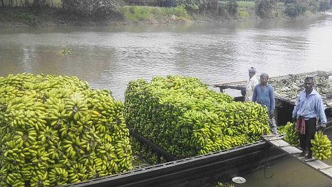 Bananas on a boat at Barnoi river, Naldanga, Natore on 31 July. The banana growers of Natore are facing losses. Bananas are sold at three to twelve taka per four in the local market. The farmers are carrying the bananas to other markets including that of Dhaka. Photo: Muktar Hossain