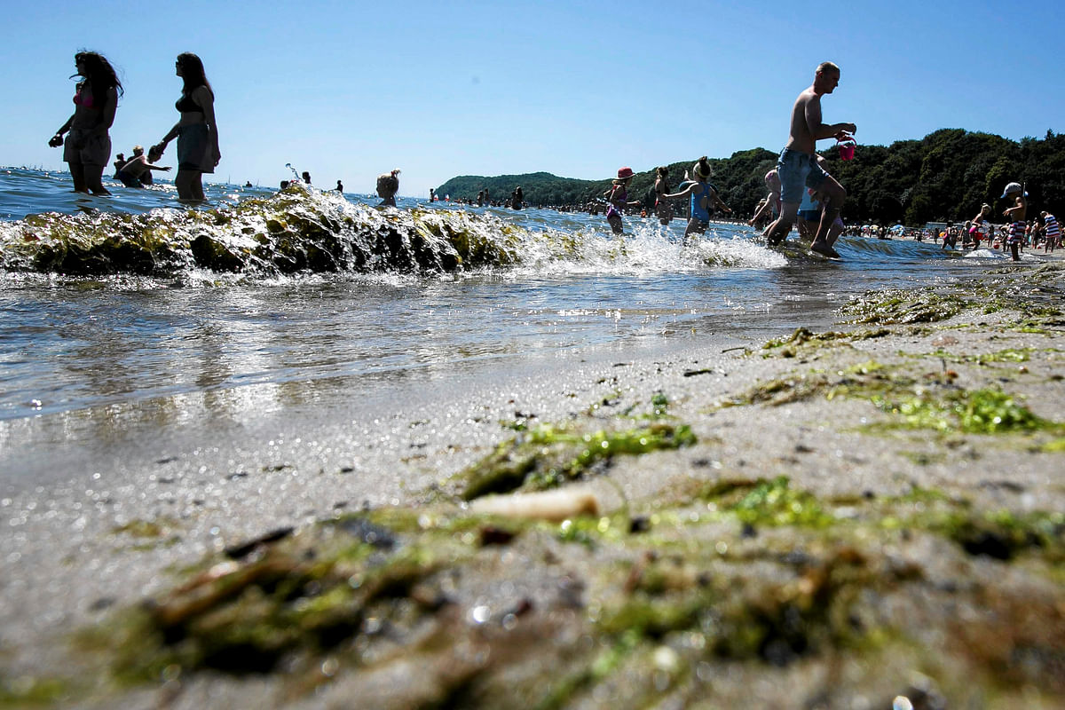 Toxic algae are seen on the beach in Gdynia, Poland, 3 July 2015. Photo: Reuters