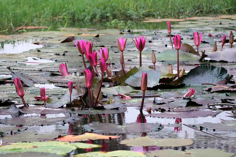 This 2 August snap shows red water lilies in a water body of Michael Madhusudan College in Jashore. Photo: Ehsan ud Daula