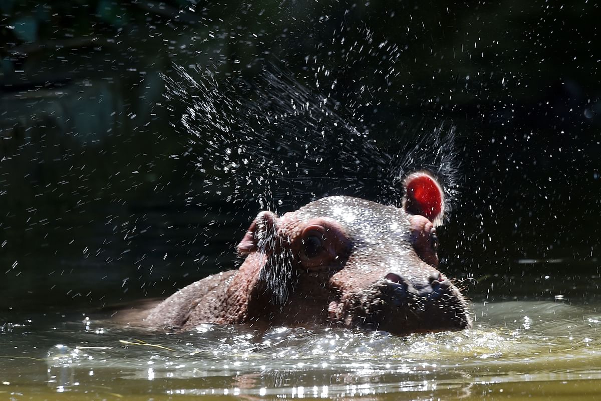 A baby hippo born less than two months ago, swims in the pond, to cool off during a heat wave, at the La Fleche zoo, northwestern France, on 3 August 2018. Photo: AFP