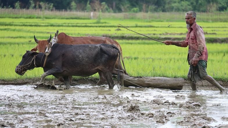 A farmer ploughs land with two bulls in Gourangapara, Taindong, Matiranga of Khagrachhari recently. It is the season for planting boro seedlings in the hills. Photo: Nerob Chowdhury