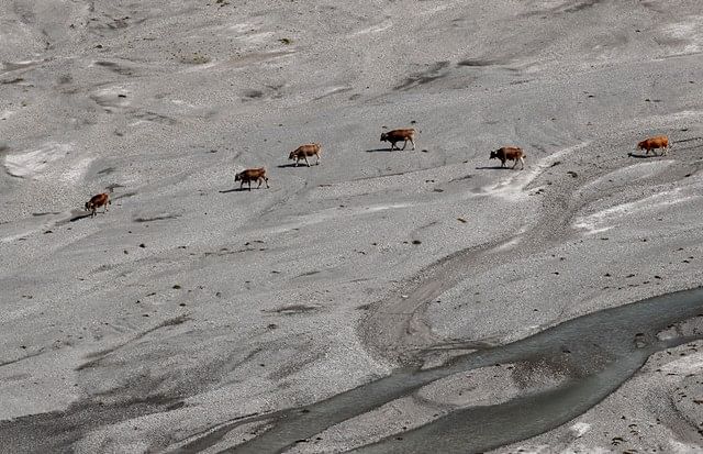 Cows walk through a partially dried-out riverbed during hot weather near the mountain resort of Flims, Switzerland on 5 August 2018. Photo: Reuters