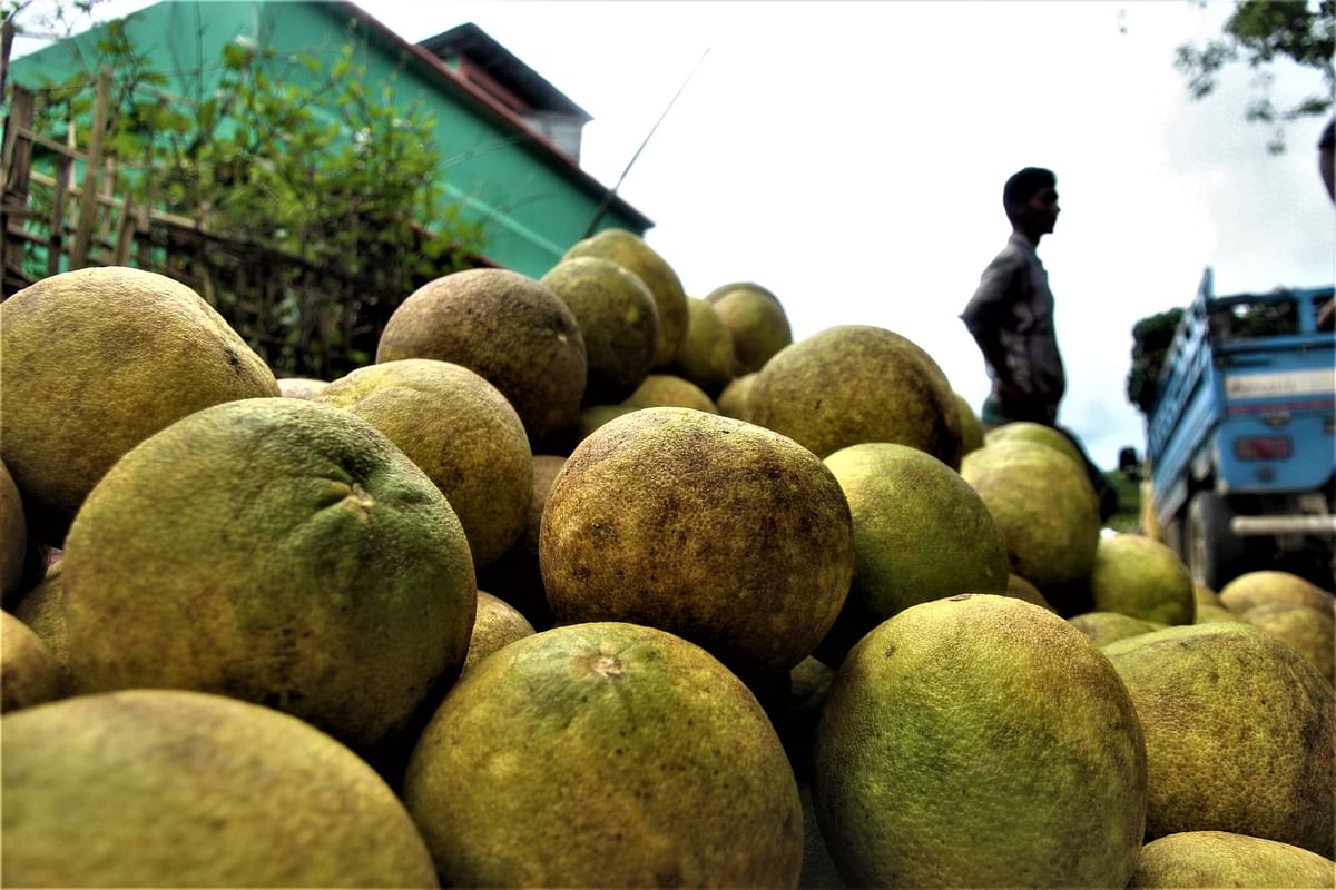Wholesale buyers load grapefruits on truck to take them to different areas of the country from College Gate area of Rangamati on 8 August. Photo: Supriya Chakma