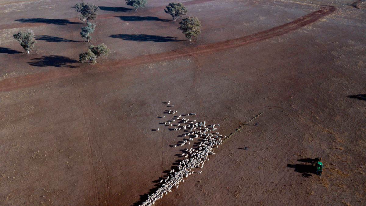 This aerial photo taken on 7 August 2018 shows cattle on a dry paddock in the drought-hit area of Quirindi in New South Wales. Photo: AFP