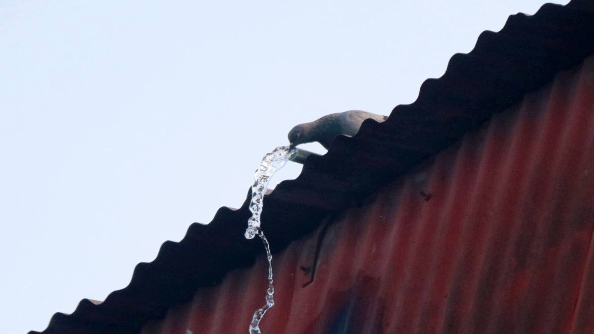 A pigeon sips water from a pipe at Ishwardi railway station in Pabna on 20 July. Photo: Hassan Mahmud