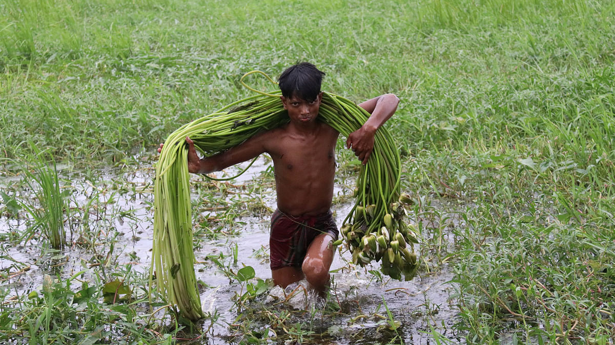 A boy plucks water lilies for selling in local market as water lily is a popular vegetable item in Bangladesh. This 10 August photo was taken from Alalpur of Faridpur sadar upazila. Photo: Alimuzzaman
