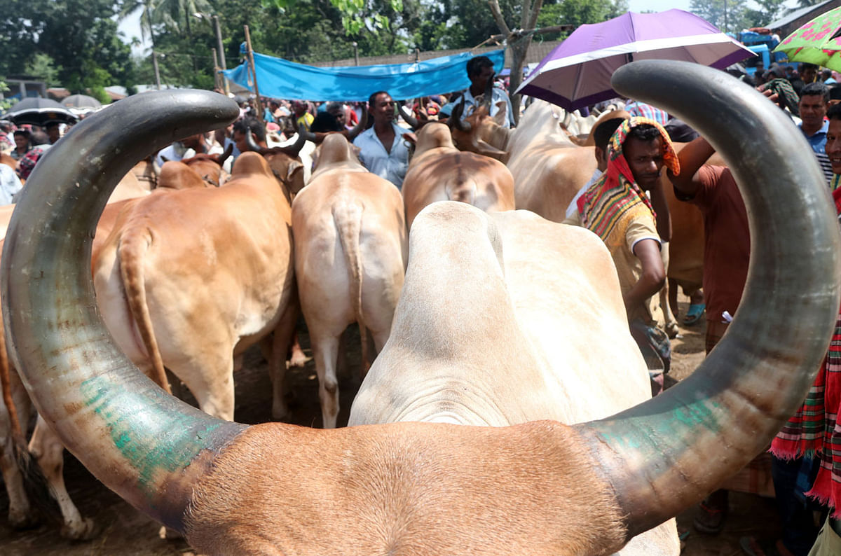 A recent photo shows cattle at a market in Panchbibi, Joypurhat. Traders have started gathering their cattle in markets across the country as holy Eid-ul-Azha is knocking at doors. This Eid is all about sacrifice and salvation. Muslims sacrifice cattle and other animals on the Eid day and distribute meat among the poor. Photo: Soel Rana
