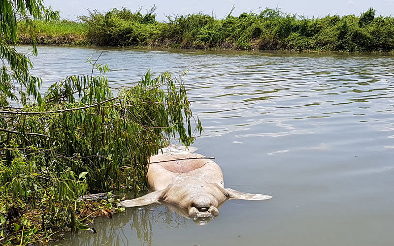 The lifeless body of a West Indian manatee, also known as sea cow, floats in the San Miguel river, in Jonuta, Mexico on 7 August 2018. Photo: Reuters