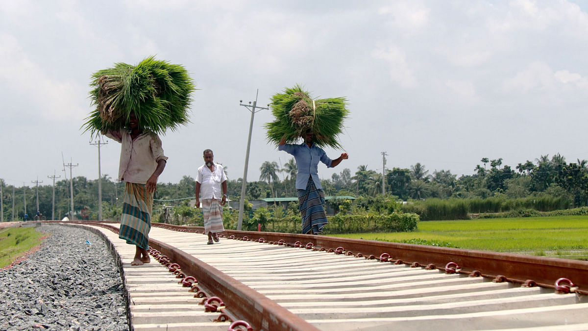 Farmers are seen carrying seedlings to the rice field for plantation. They are a bit late as the monsoon rain arrives late this year. Hassan Mahmud took this photo on 1 August from Khoyersuti in Pabna.