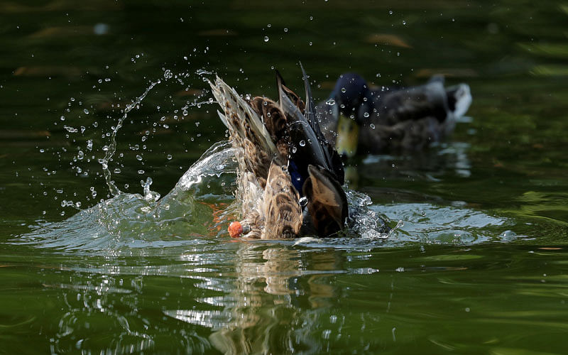 A duck dives to clean its feathers in a pond in central Vienna, Austria, on 8 August. Photo: Reuters