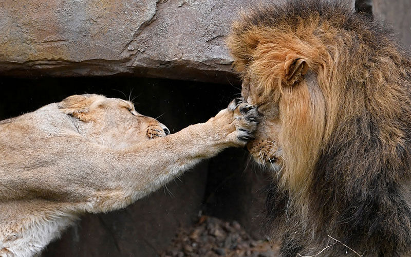 A lioness takes a swipe at Bhanu the Asiatic lion during an event to publicise World Lion Day at London Zoo in London, Britain on 9 August. Photo: Reuters