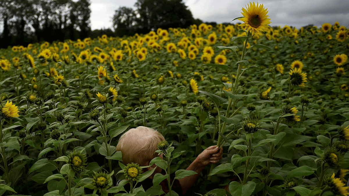 A woman is concealed as she walks through a field of very tall sunflowers to cut some down in Ballygawley, Northern Ireland on 12 August. Photo: Reuters
