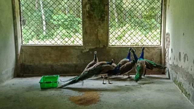 Peacocks seized at the airport on 6 August. Photo: Collected