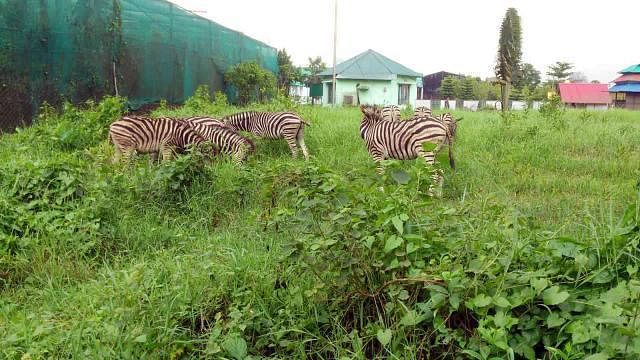 Eight among the nine seized zebras from Sharsha of Jashore on 8 May were later transferred to the Bangabandhu Sheikh Mujib Safari Park. One among them died beforehand. The photo was taken by Prothom Alo Sreepur Correspondent Sadik Mridha at that time.