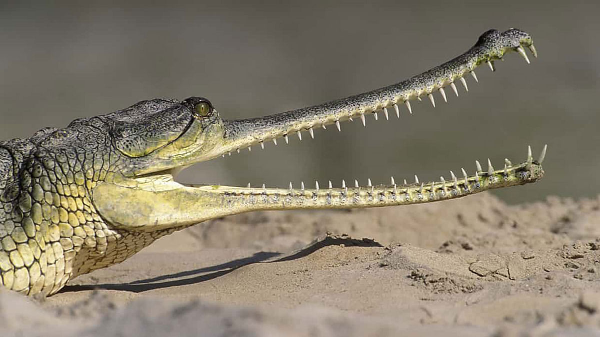 Gharials like this Asian gharial are among the animals pterosaurs are often compared to. Photo: AFP
