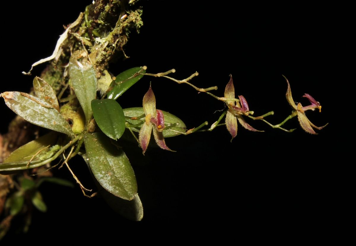 This undated and unlocated handout picture released on 14 August 2018 by the National Service of Protected Natural Areas (Sernanp) shows the recently discovered orchid species `Andinia tingomariana`, found by a group of Peruvian botanists in the central Amazonia jungle of Peru at the Tingo Maria National Park. Photo: AFP
