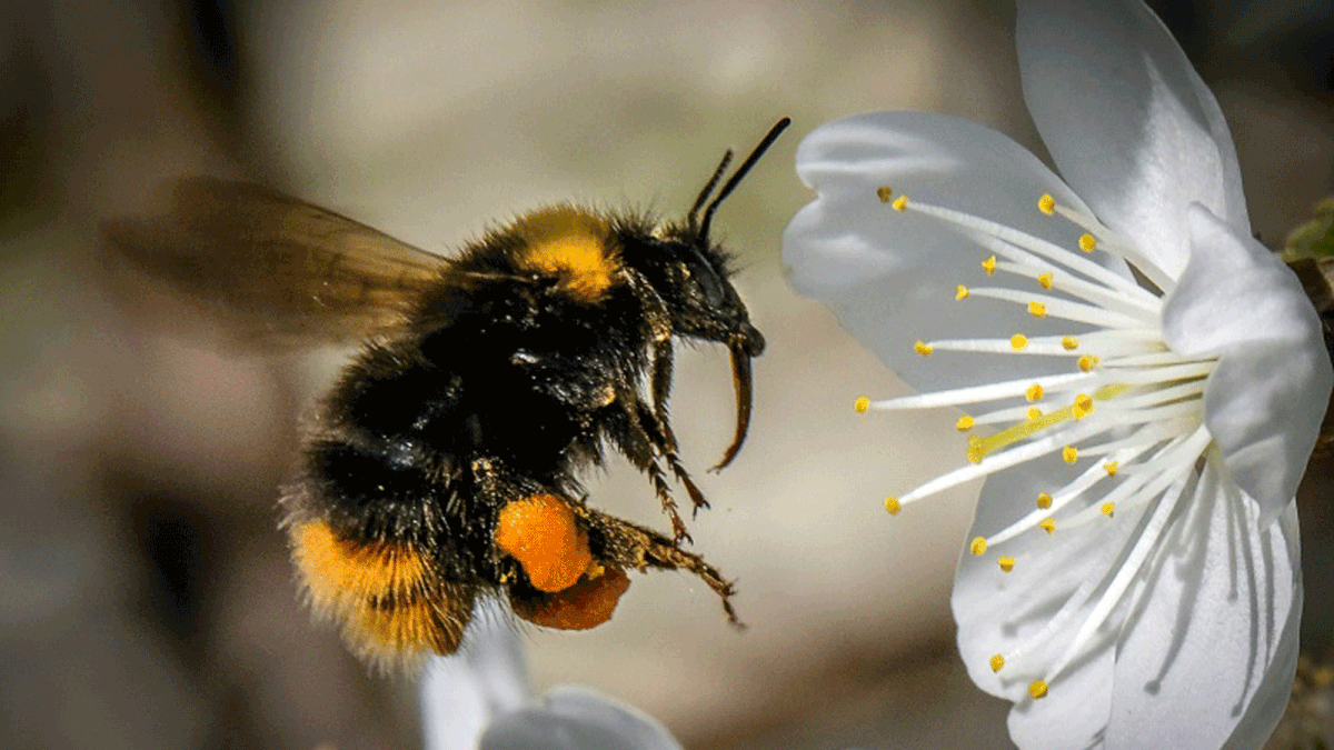 A new class of insecticide -- `can have a negative impact on the reproductive output of bumblebee colonies` -- Photo: AFP
