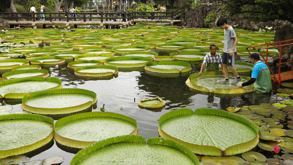 A boy walks on a giant waterlily leaf during an annual leaf-sitting event in Taipei, Taiwan on 16 August 2018. Photo: Reuters