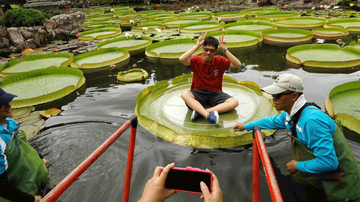 A man poses for a photo on a giant waterlily leaf during an annual leaf-sitting event in Taipei, Taiwan on 16 August 2018. Photo: Reuters