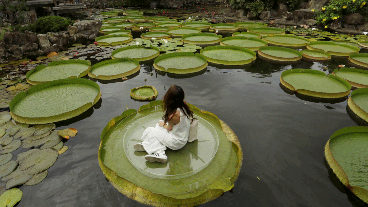 A girl poses for a photo on a giant waterlily leaf during an annual leaf-sitting event in Taipei, Taiwan on 16 August 2018. Photo: Reuters