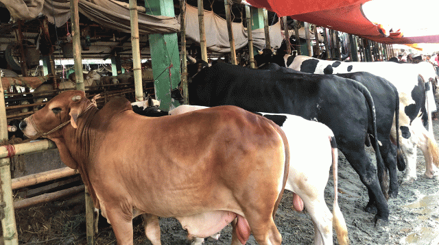 The cows are up for sale in Gabtali haat, Dhaka. Photo: Prothom Alo